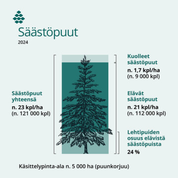 Finsilvan metsiin jätetyt säästöpuut vuonna 2024 esitettynä kaaviomuodossa.