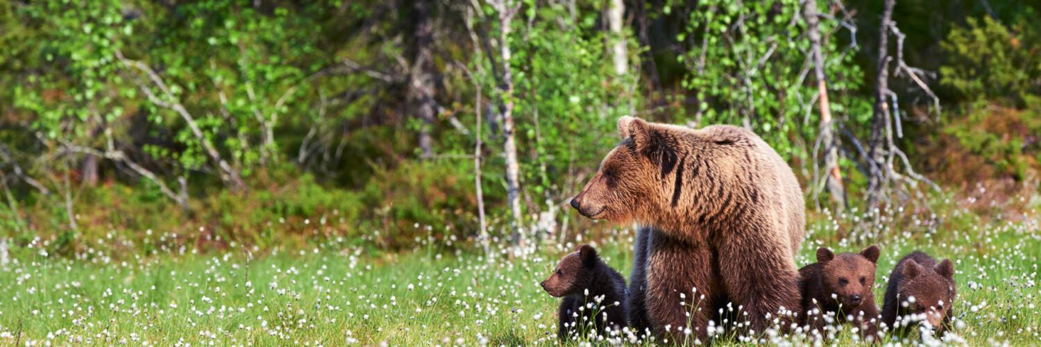 Karhuemo ja kolme poikasta suomalaisessa metsässä