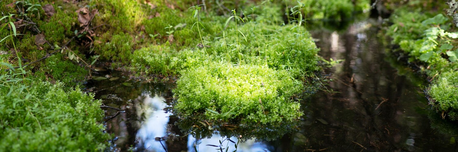 Sammalta metsälähteen keskellä.