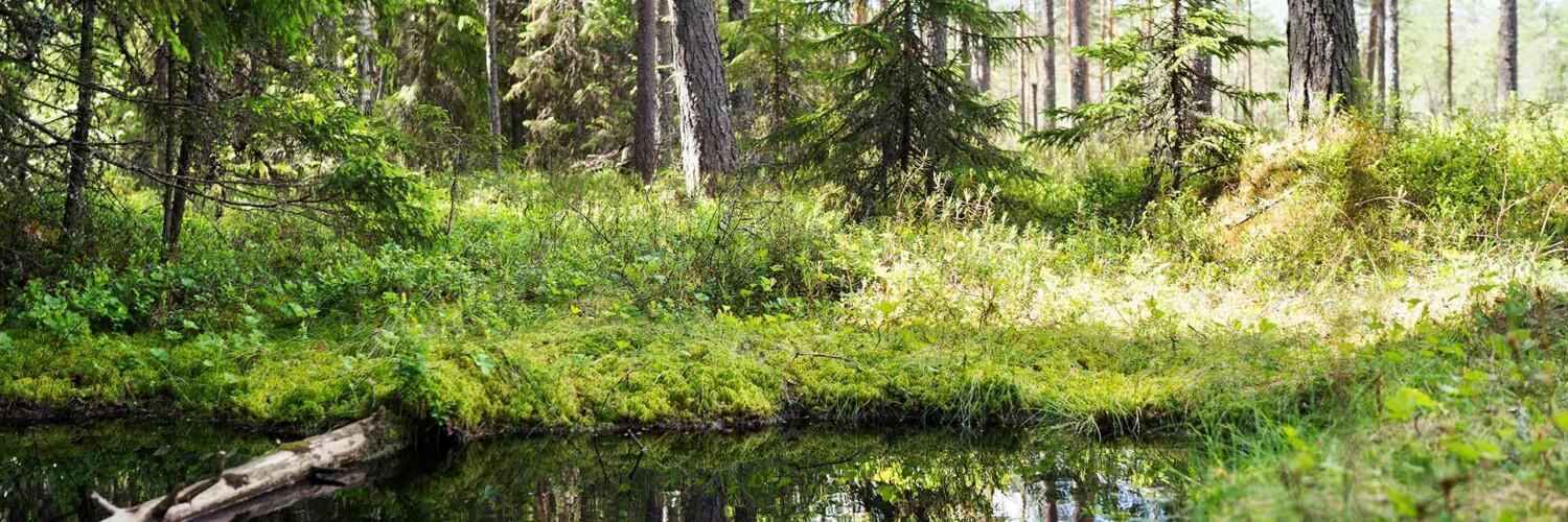 Kuvassa on metsän keskellä oleva lähde. Vesi on osa ekosysteemipalveluita.