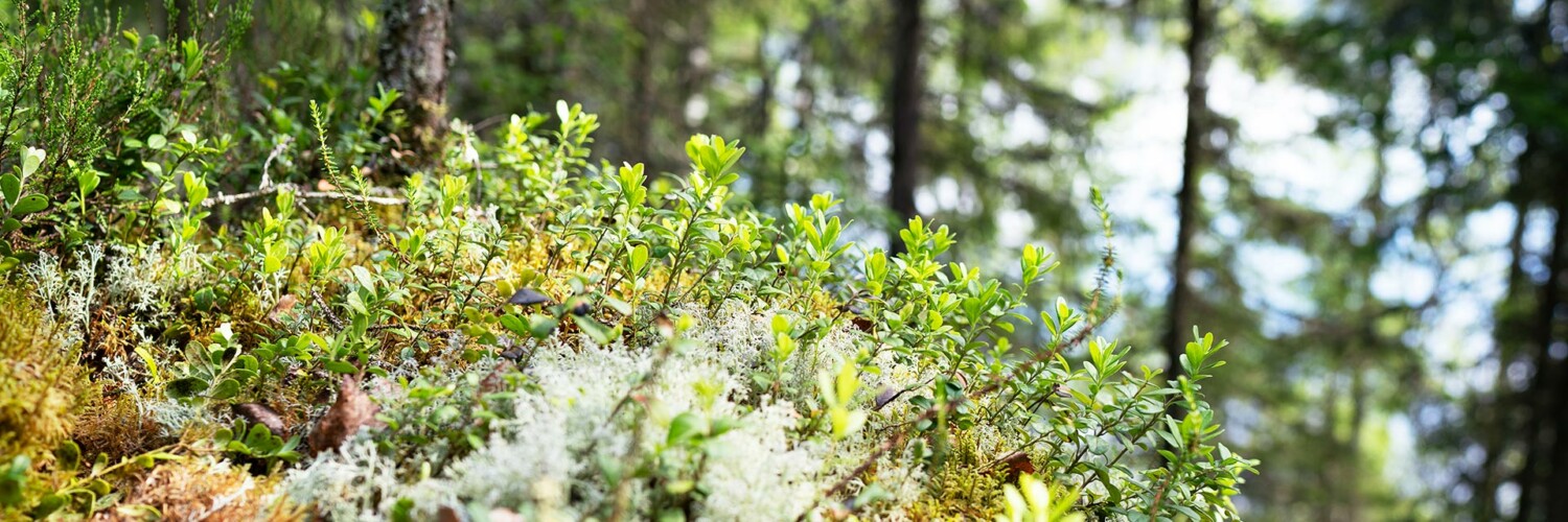 Lähikuva Finsilvan metsästä