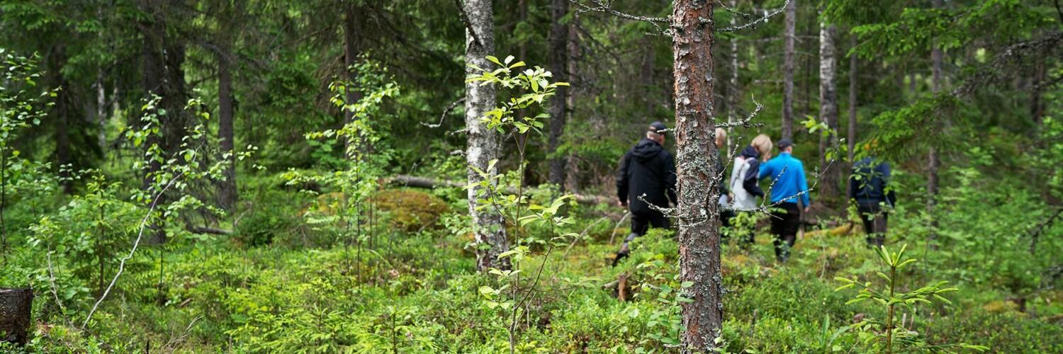 Ihmisiä kävelemässä jonossa suomalaisessa metsässä